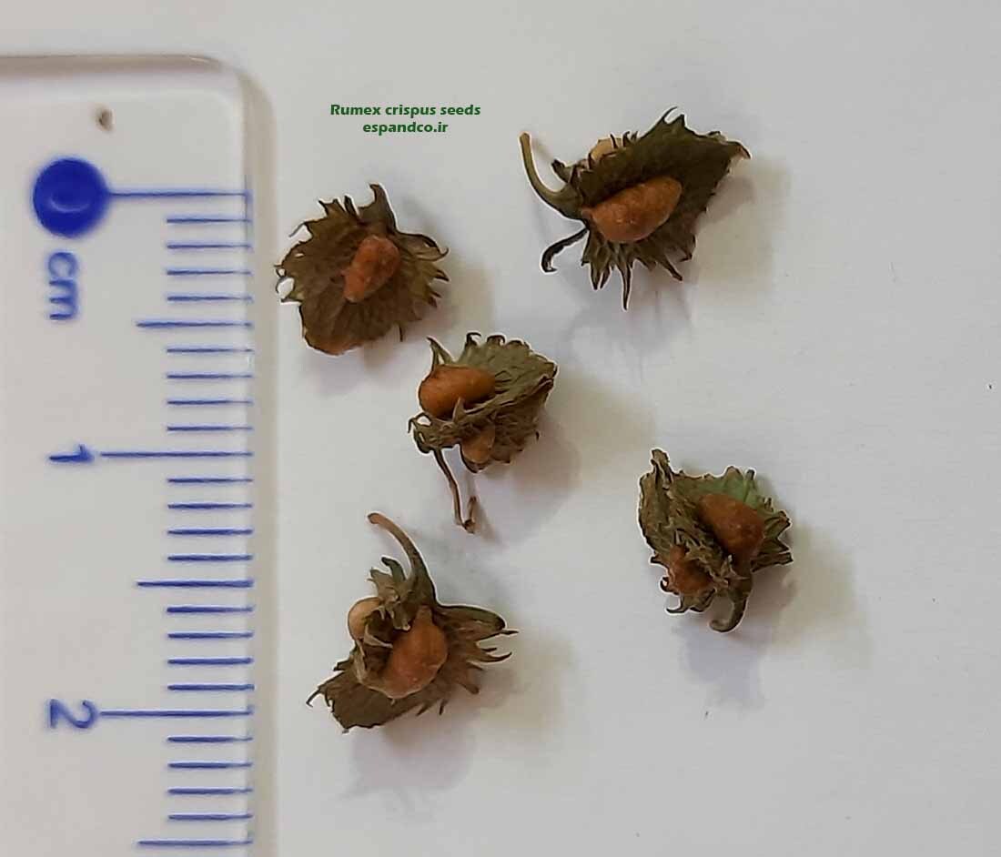  بذر ترشک مواج 